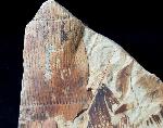 Calamites sp. BRONGNIART 1828 - Bild © FossNet FossilienStore